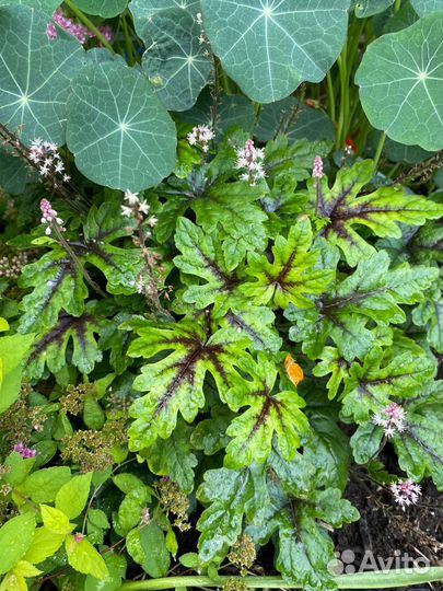 Гейхера сортовая