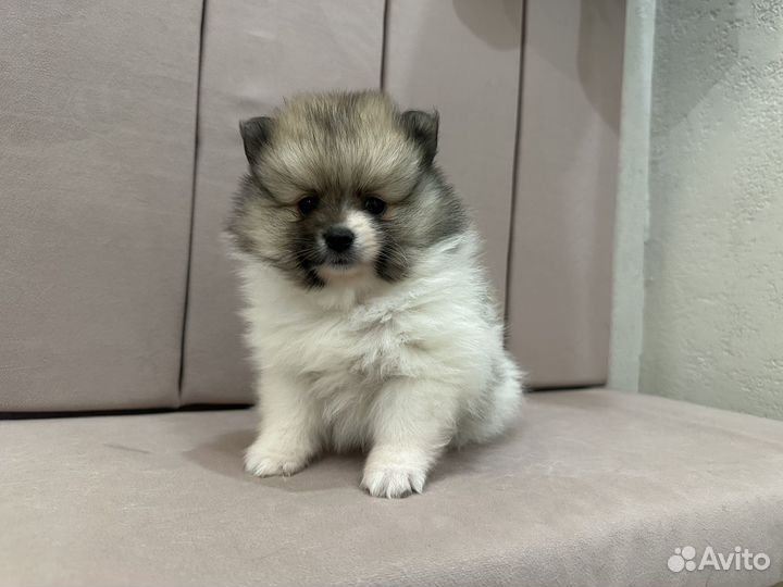 Щенки шпица