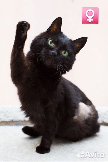 Кошки и коты с Домбасса бывшедомашние