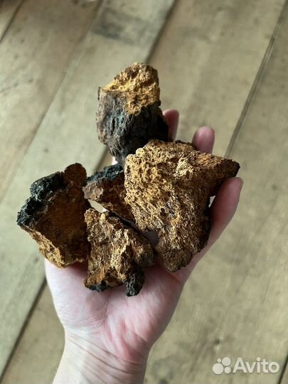 Чага гриб березовая