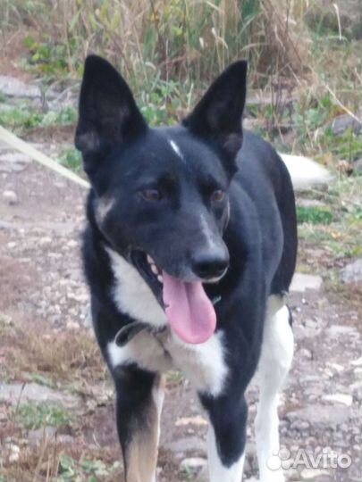 Собака Жужа