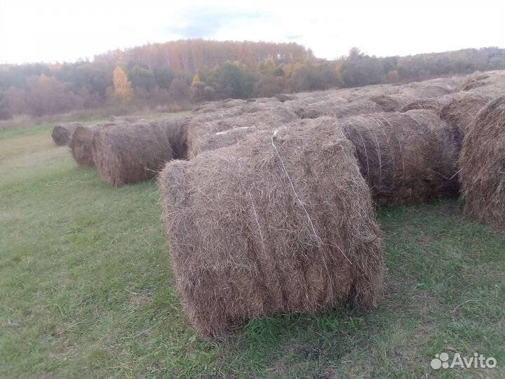 Сено в тюках