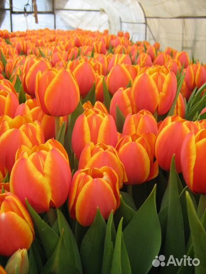 Луковицы тюльпанов к 8 марта оптом Эрик, Форготтен