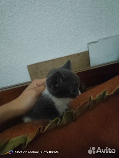 Британские котята