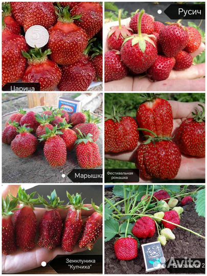 Саженцы плодовых декоративных и хвойных растений