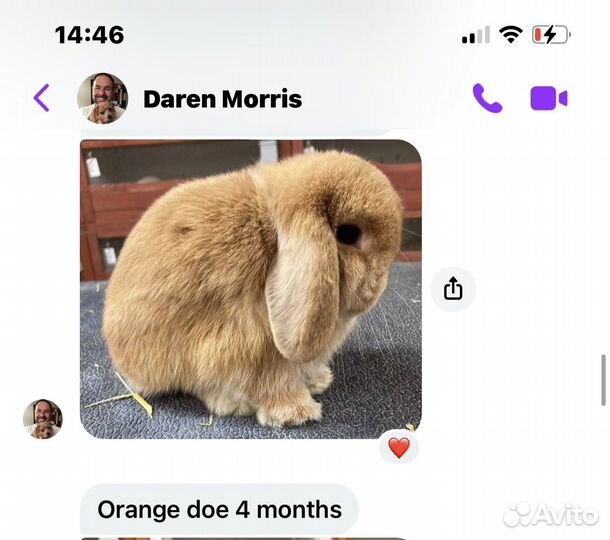 Малыш miniature lop, родители импорт Англия