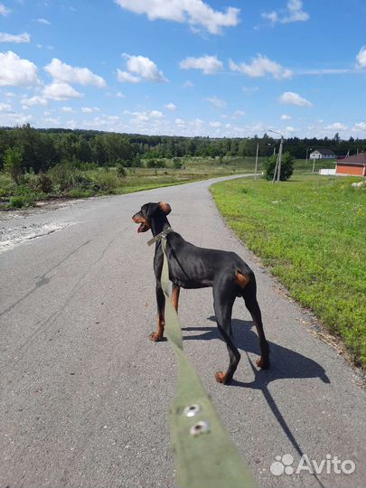 Собака доберман