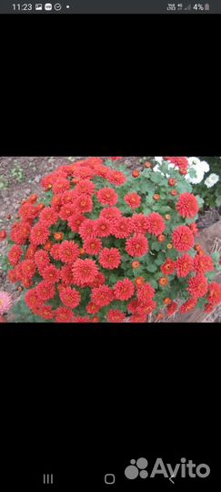 Хризантема мультифлора