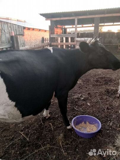 Корова дойная