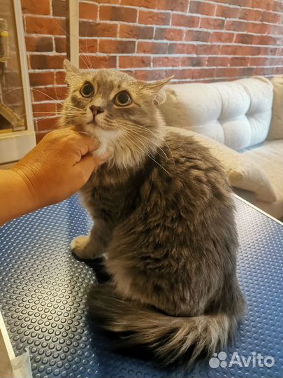 Стрижка кошек