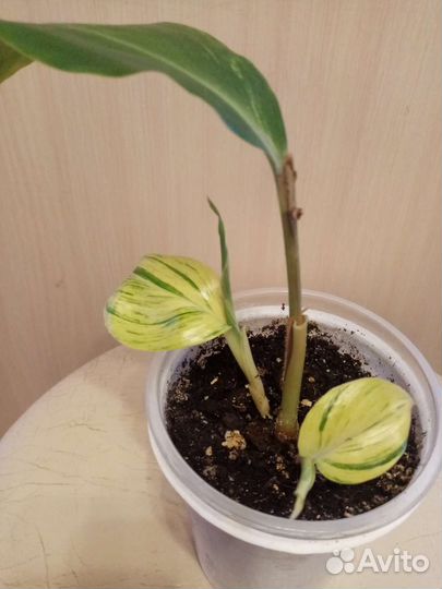 Костус вар,альпиния, филодендрон, эпипремнум