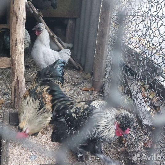 Молодые петухи