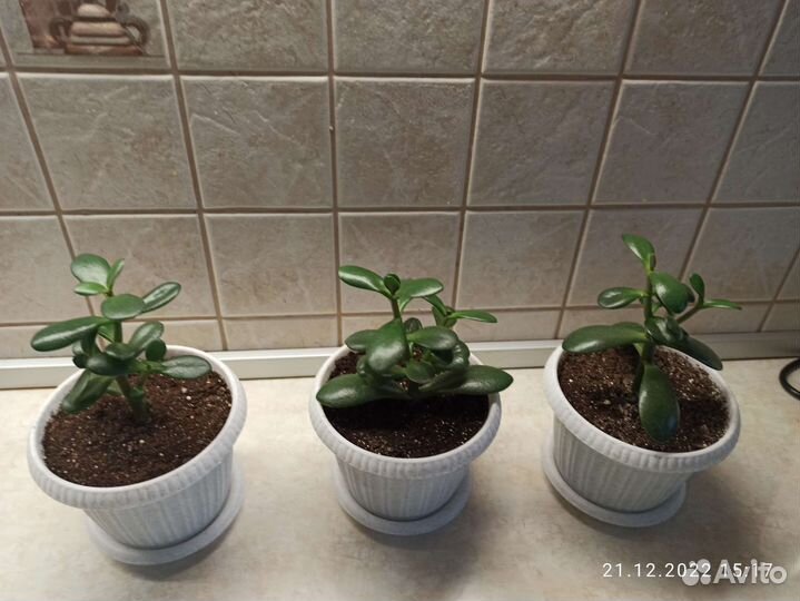 Денежное дерево/толстяка/крассула