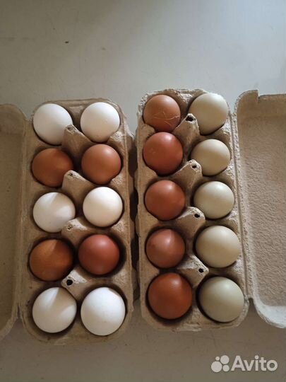 Яйцо куриное