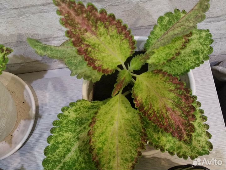 Цветы колеусы