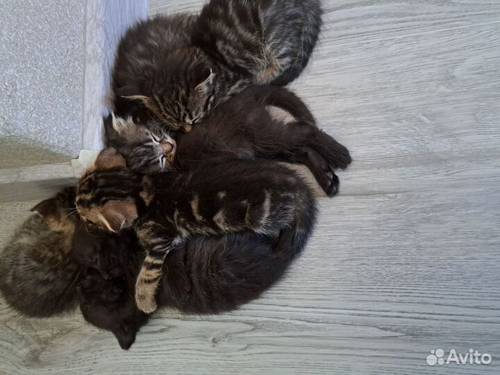 Британские котята