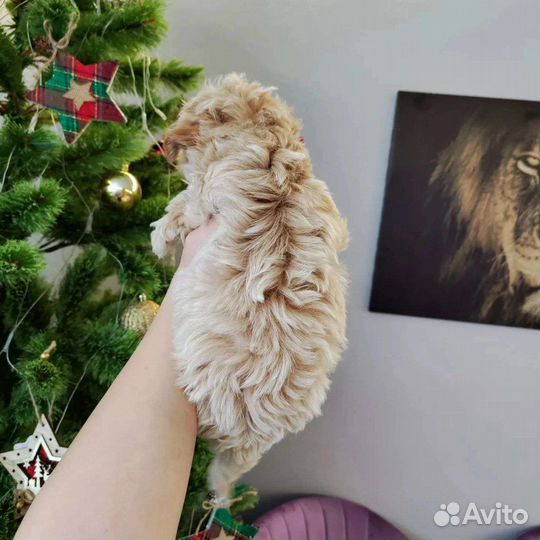 Собака