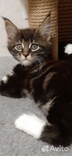 Котята мейн-кун