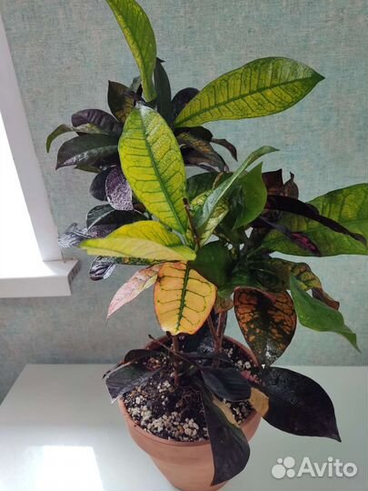 Кротон Миссис Айстон/Буш&Фаер/Петра