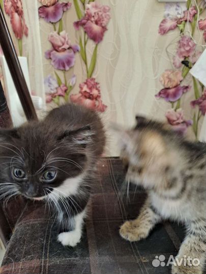 Кошки в добрые руки бесплатно