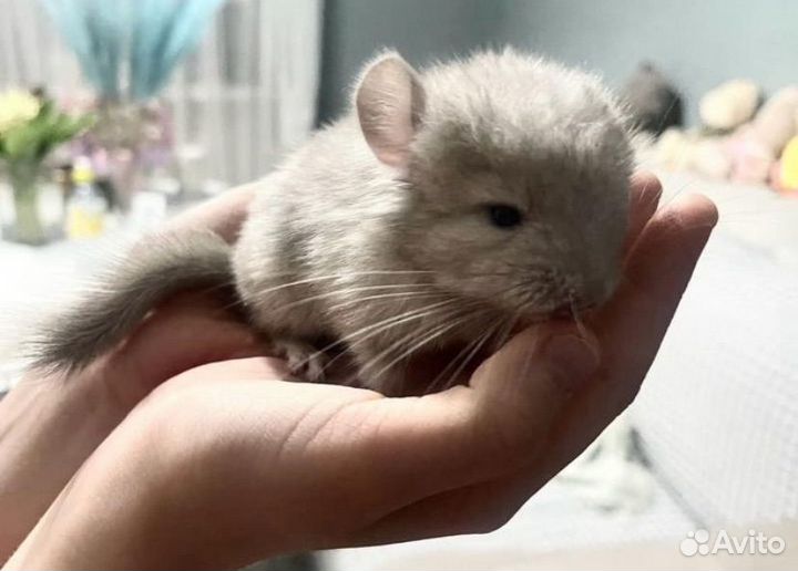 Шиншилла бежевая