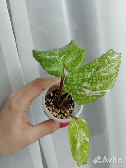 Калатея нетворк мозайка вариегатная