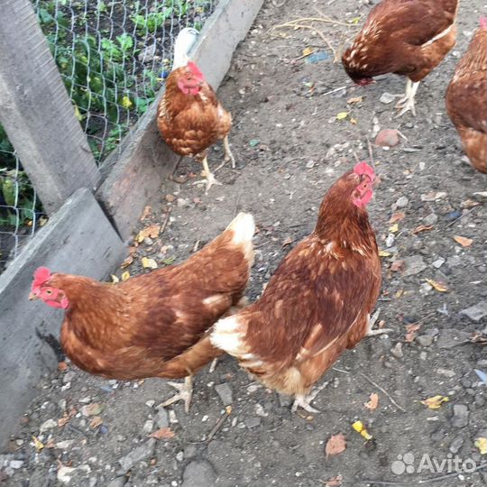 Куры несушки