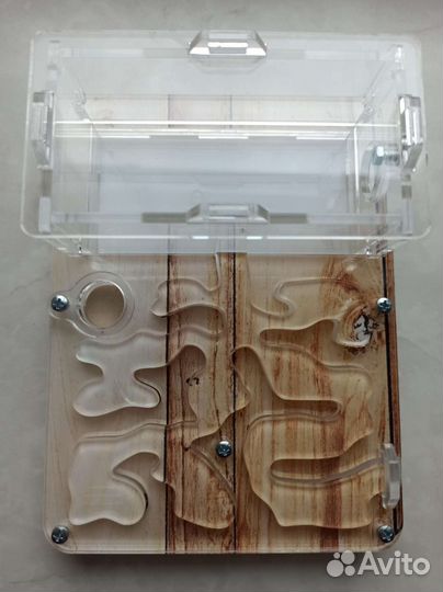 Муравьиная ферма с муравьями Lasius niger
