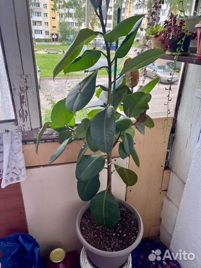 Фикус каучуковый