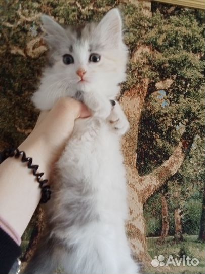 Котята