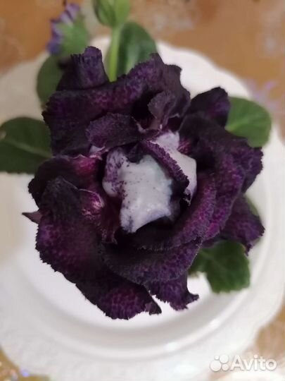 Глоксиния лист на срез