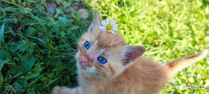 Отдаются котята бесплатно