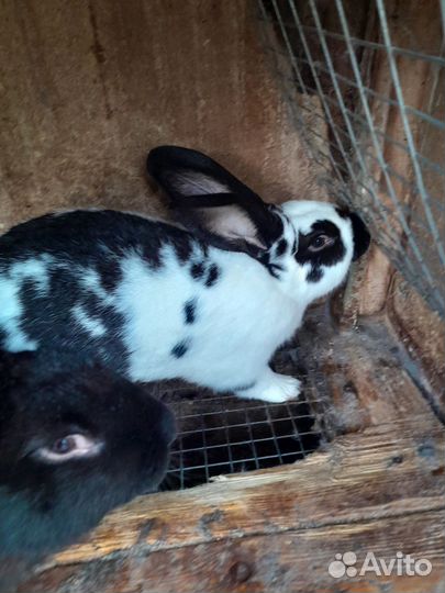 Кролики разных пород