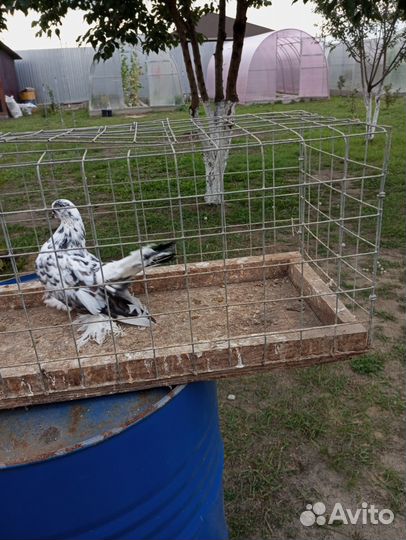 Продам голубей