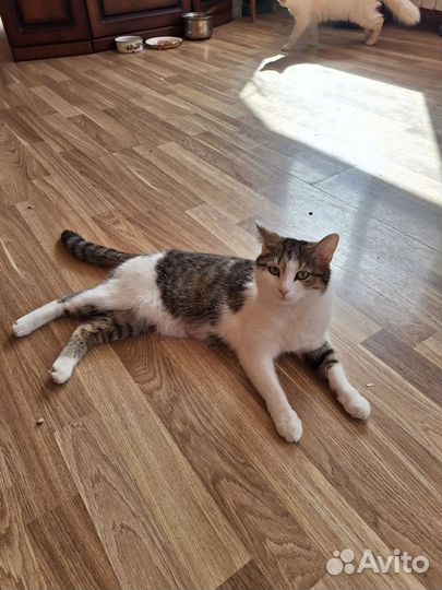 Отдам котёнка в добрые руки
