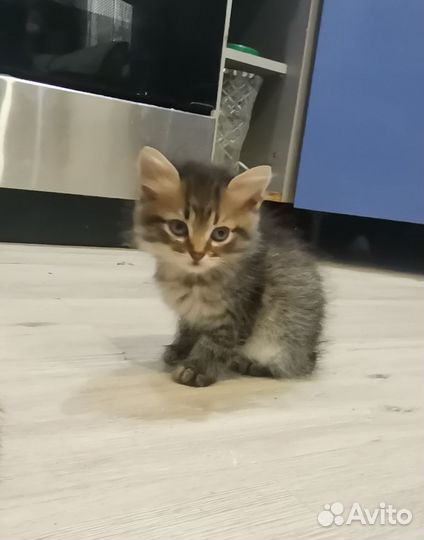 Кошка в дар бесплатно