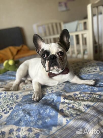 Вязка французский бульдог кабель