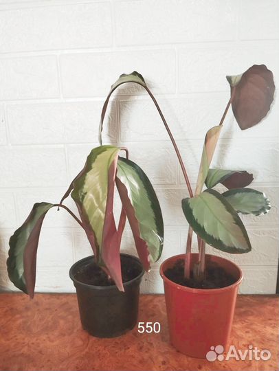 Филодендрон