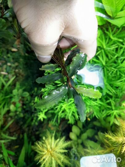 Буцефаландры. Аквариумные растения