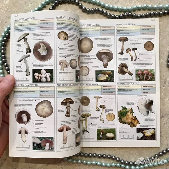 Все о грибах, Пелле Янсен, 2014 год