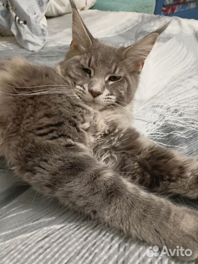 Котята мейн-кун