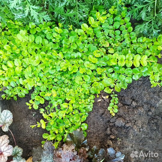Вербейник монетчатый/Лизимахия