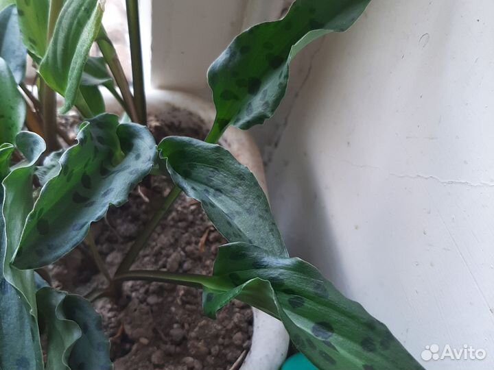 Комнатные растения