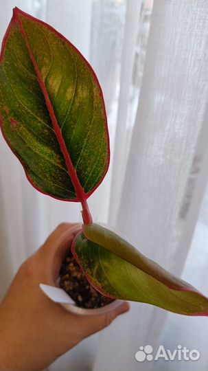 Аглаонема Крит