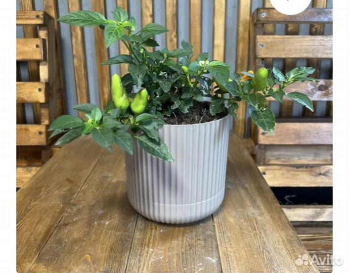 Перчик острый