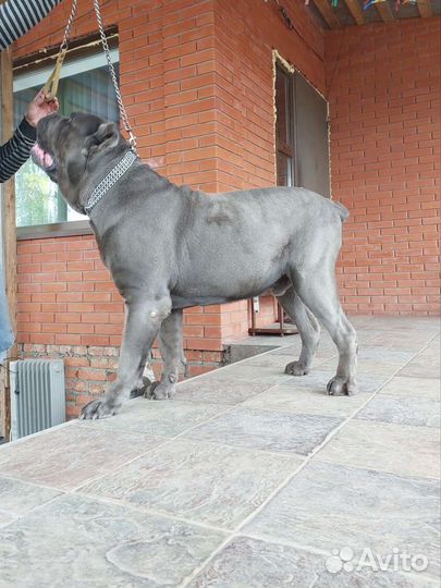 Кобель вязка кане корсо