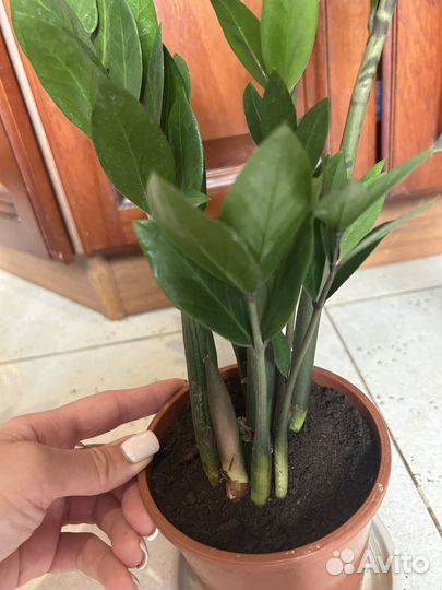 Замиокулькас