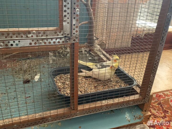 Попугай корелла