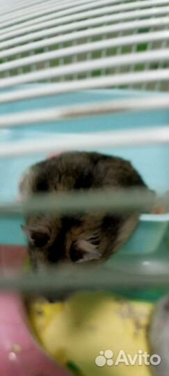 Джунгарский хомяк