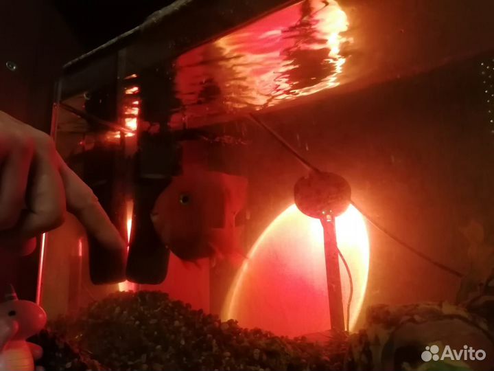 Попугай красный рыба